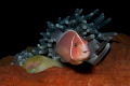   Skunk Anemonefish defending his anemone  